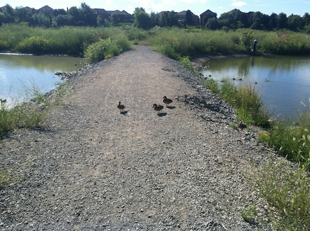 Ducks crossing a land bridge at Osprey Marsh