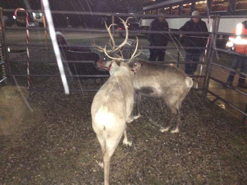 Real reindeer outside the Santa Train